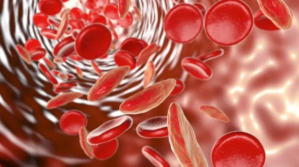 le corps augmente considérablement sa production de globules rouges